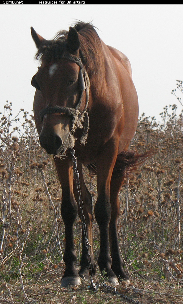 Red Stallion Photo     