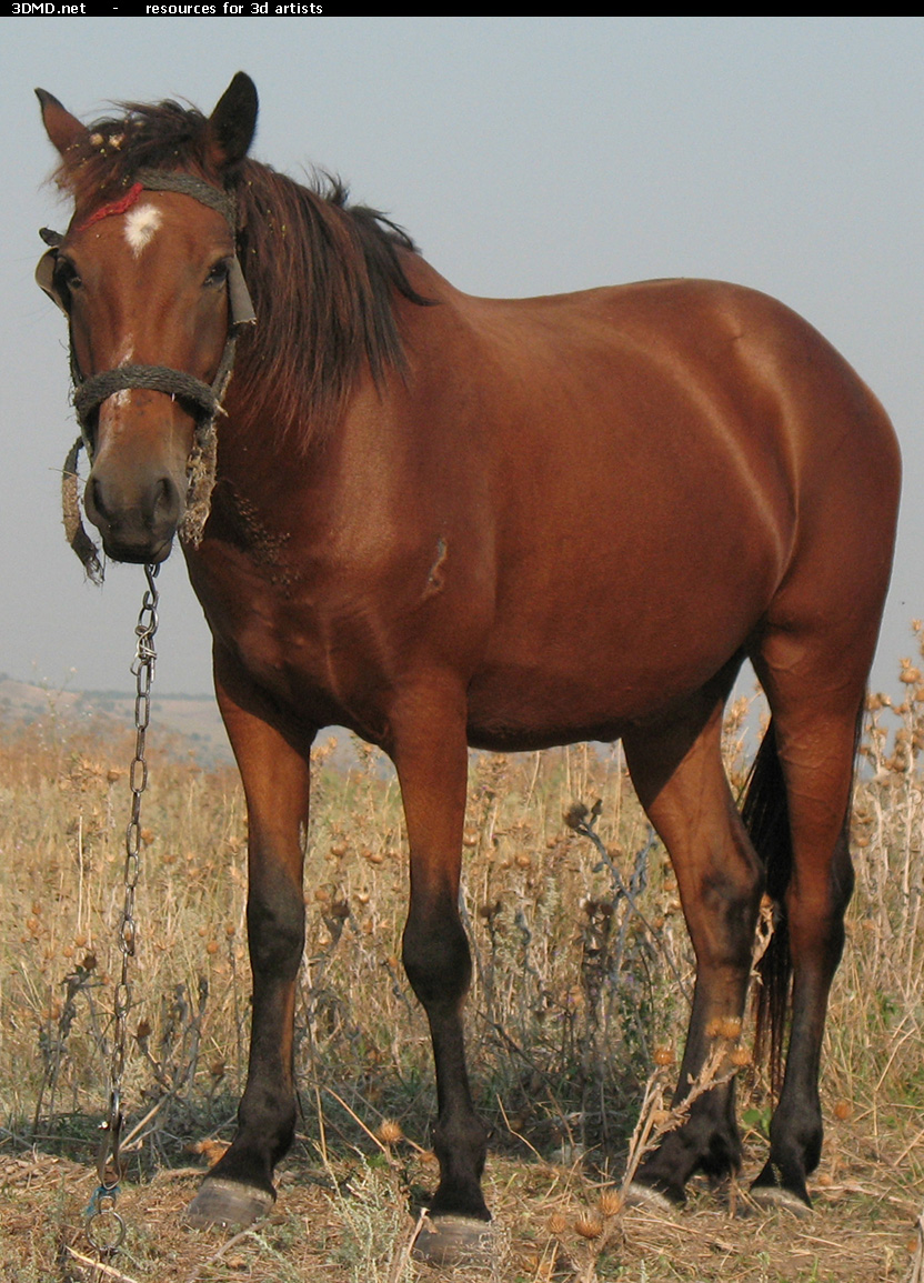 Red Stallion Photo     