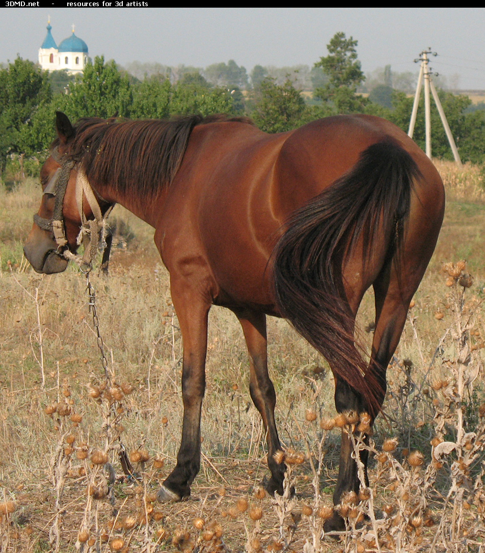 Red Stallion Photo     