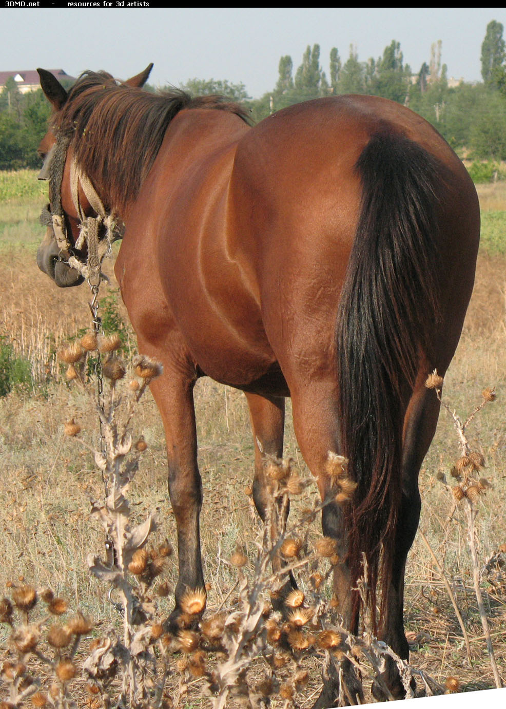 Red Stallion Photo     