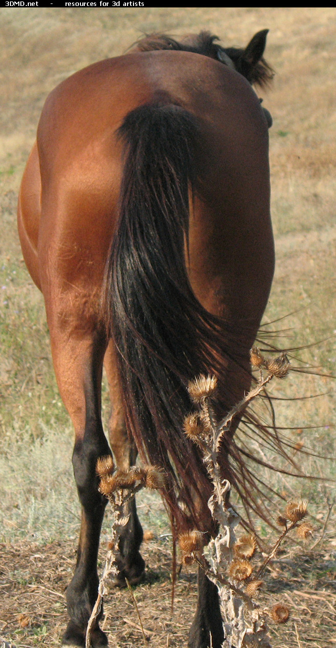 Red Stallion Photo     