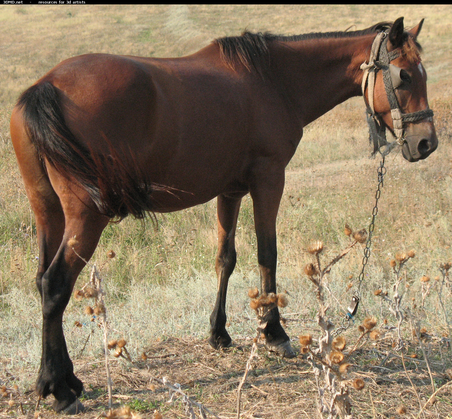 Red Stallion Photo     