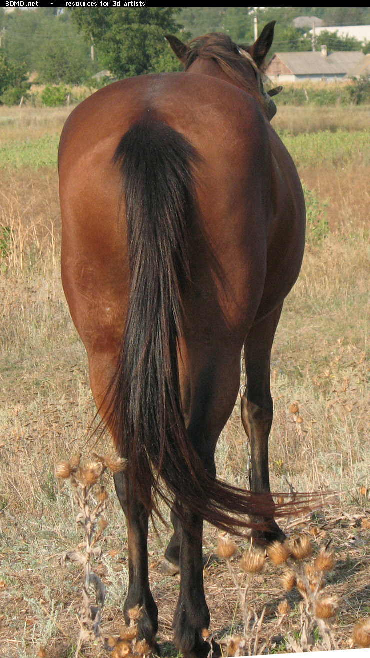Red Stallion Photo     