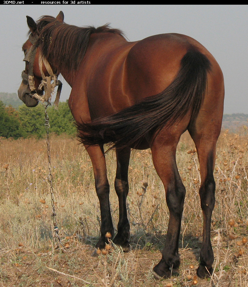 Red Stallion Photo     