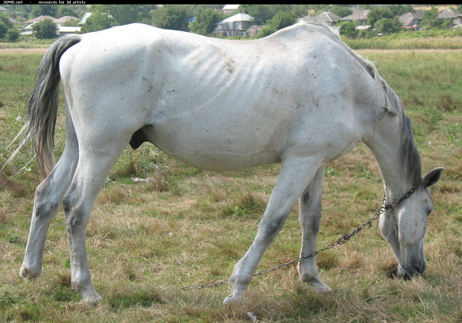 White Horse Photo     
