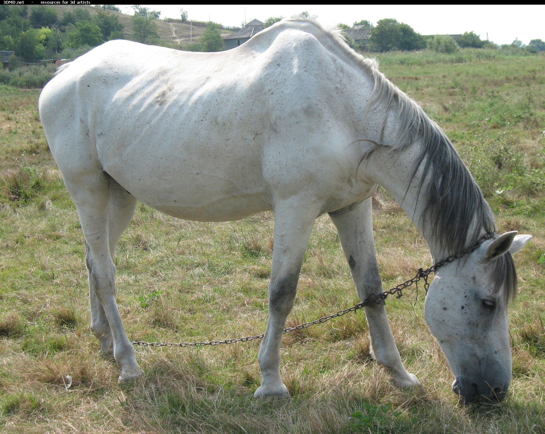 White Horse Photo     