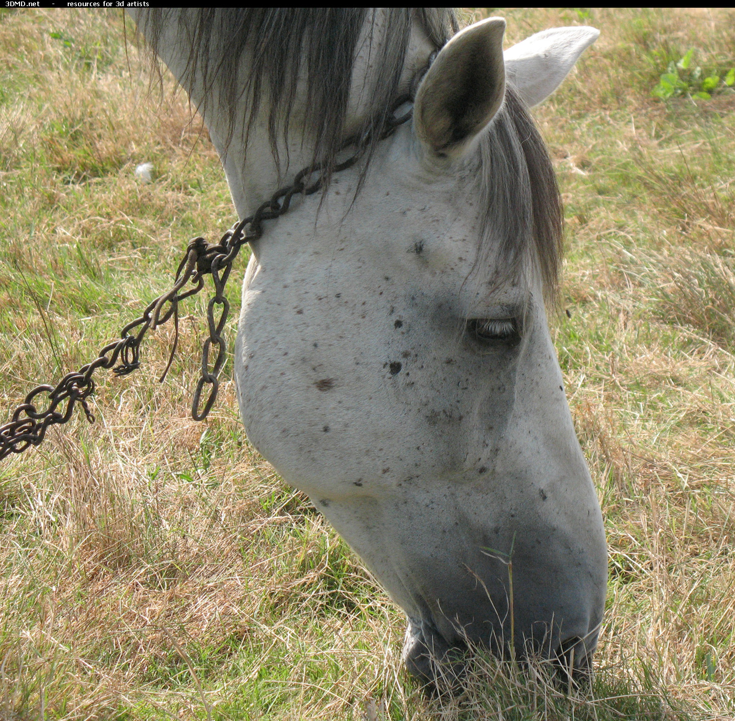 White Horse Photo     