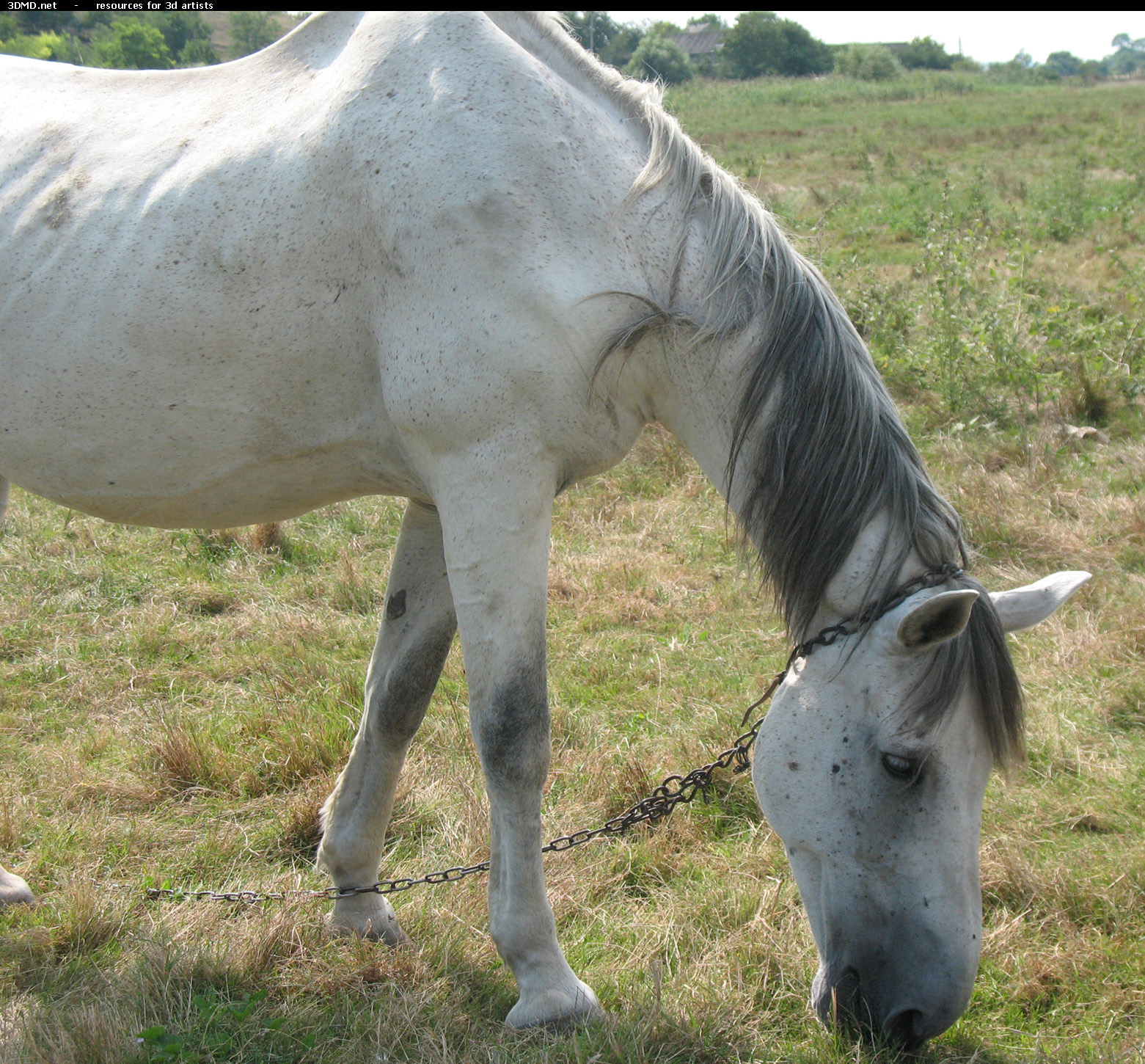 White Horse Photo     