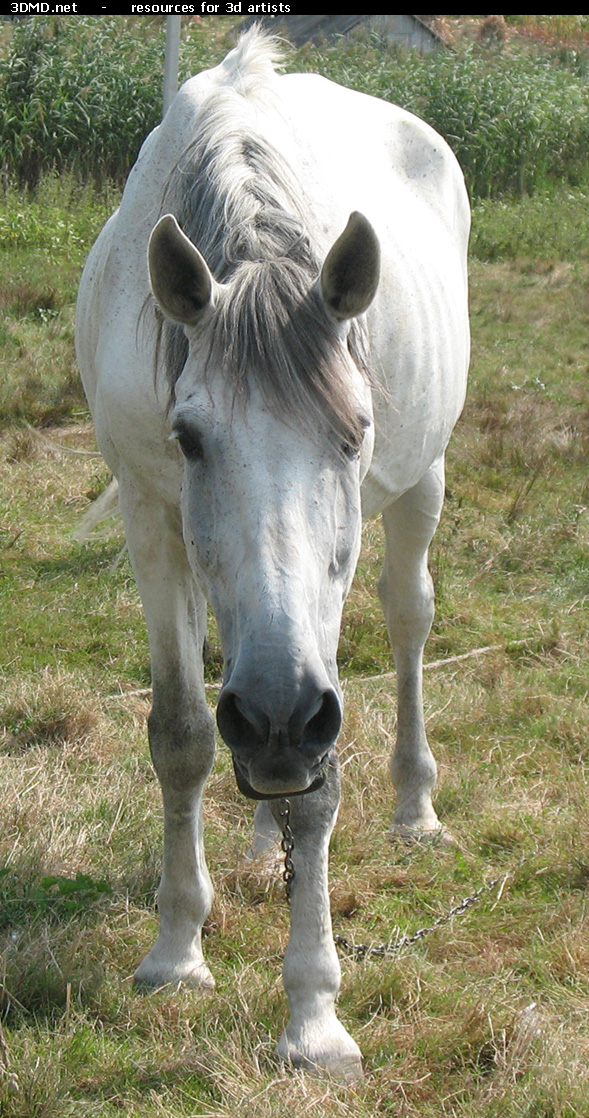White Horse Photo     