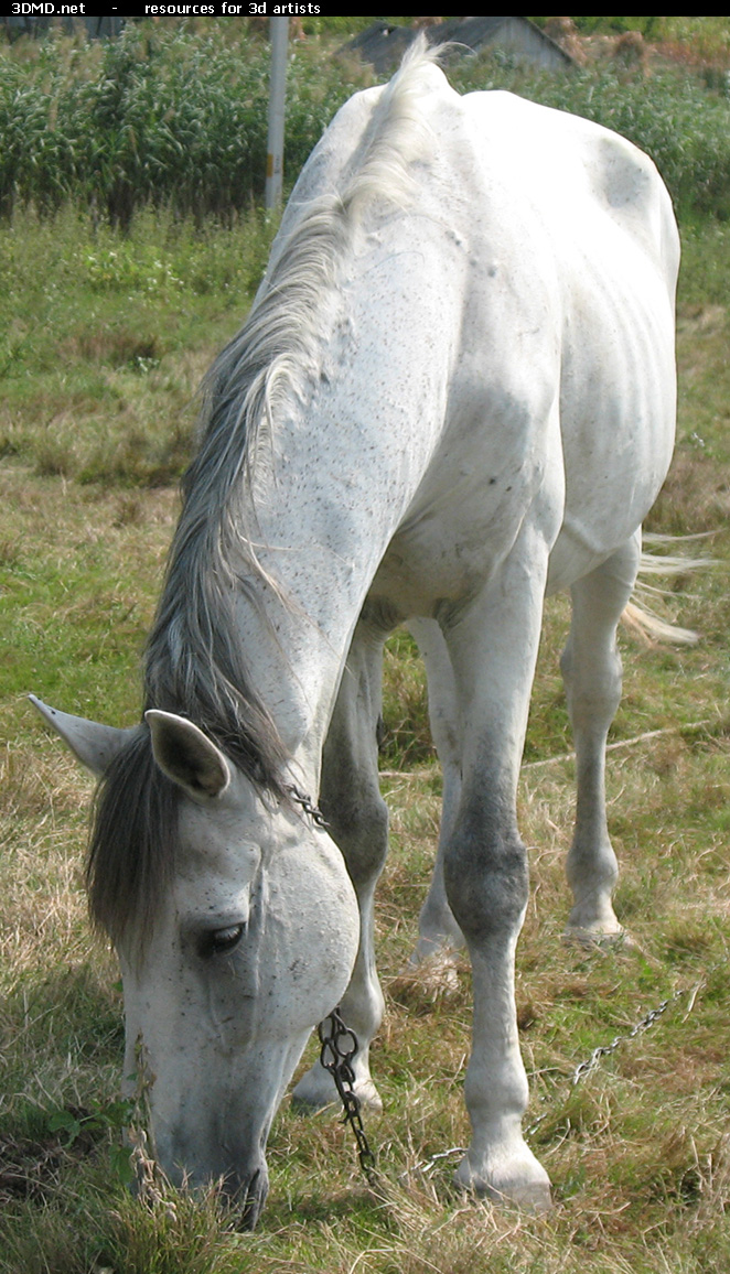 White Horse Photo     