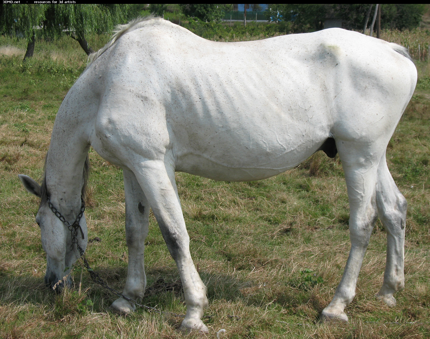 White Horse Photo     