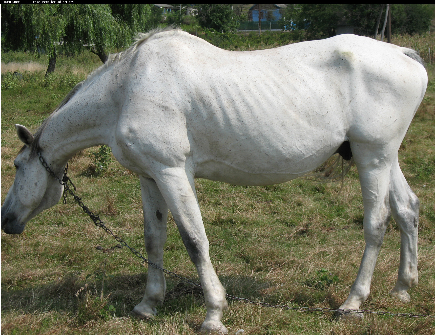 White Horse Photo     