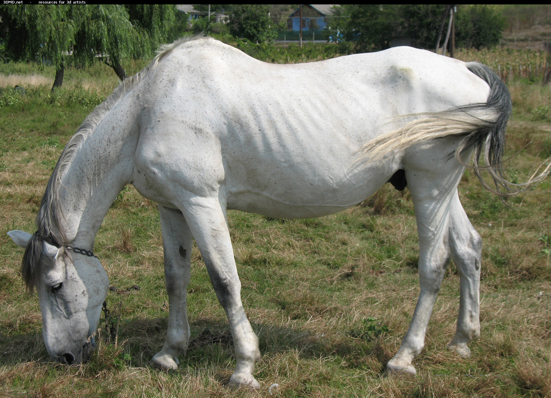 White Horse Photo     