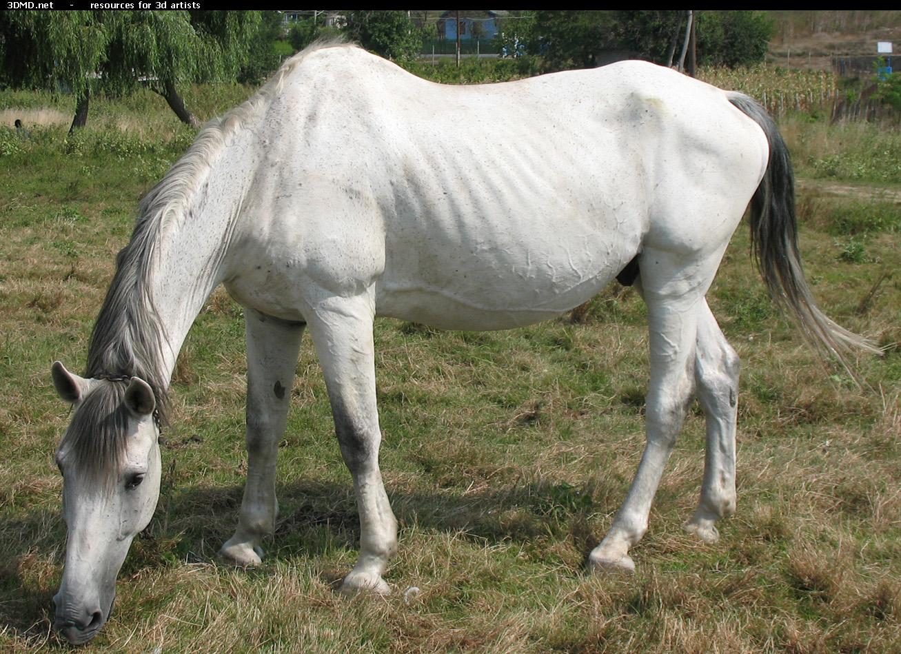 White Horse Photo     