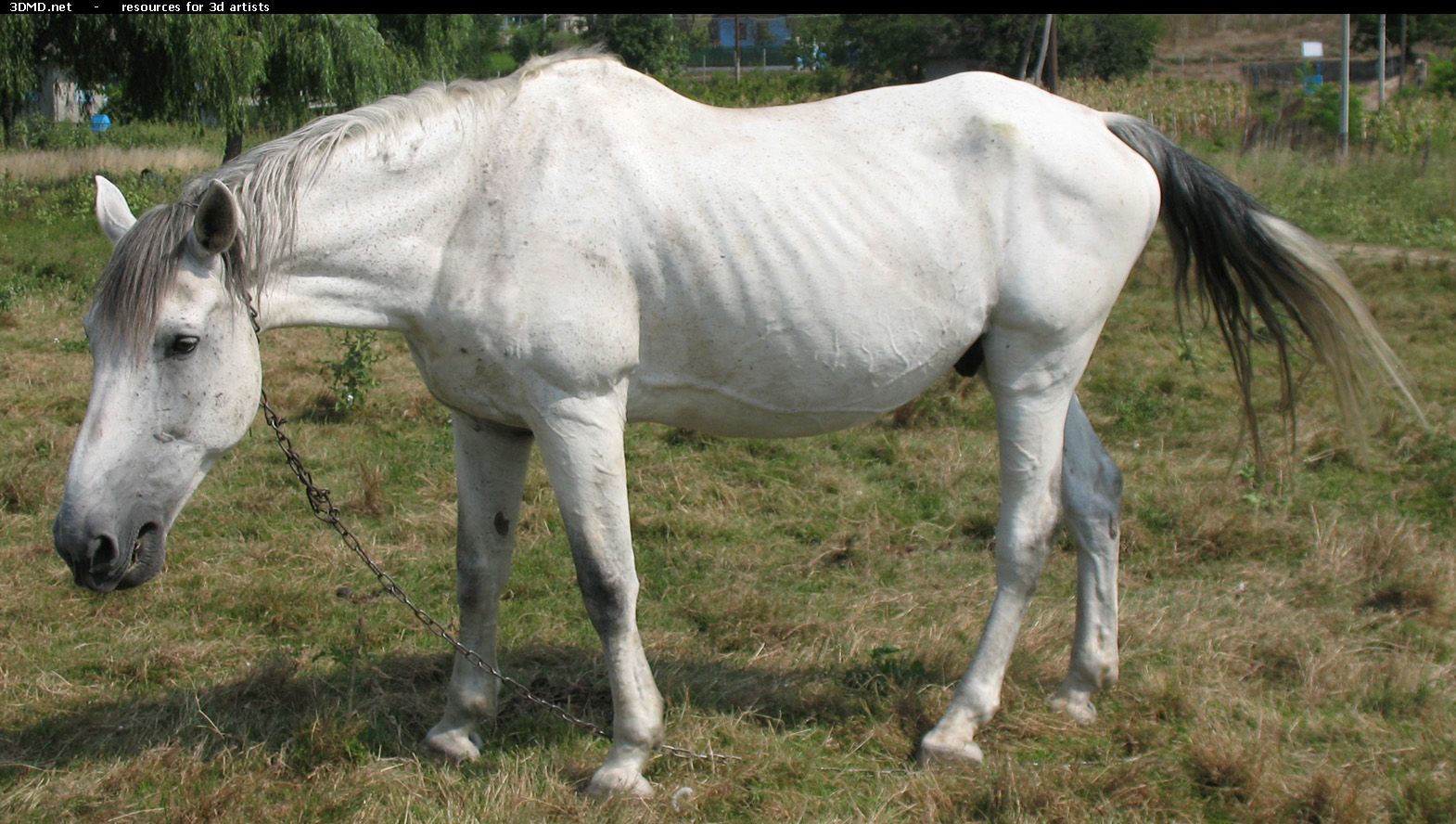 White Horse Photo     