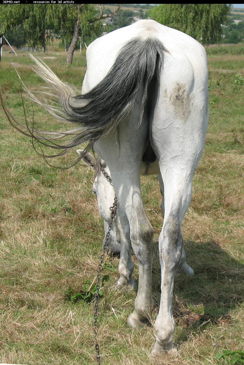 White Horse Photo     