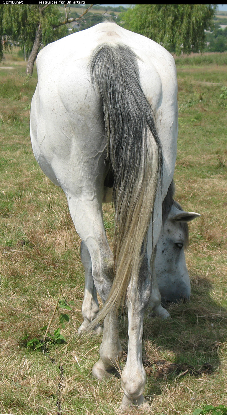 White Horse Photo     