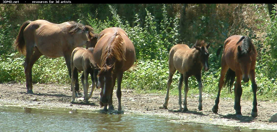 Horses     