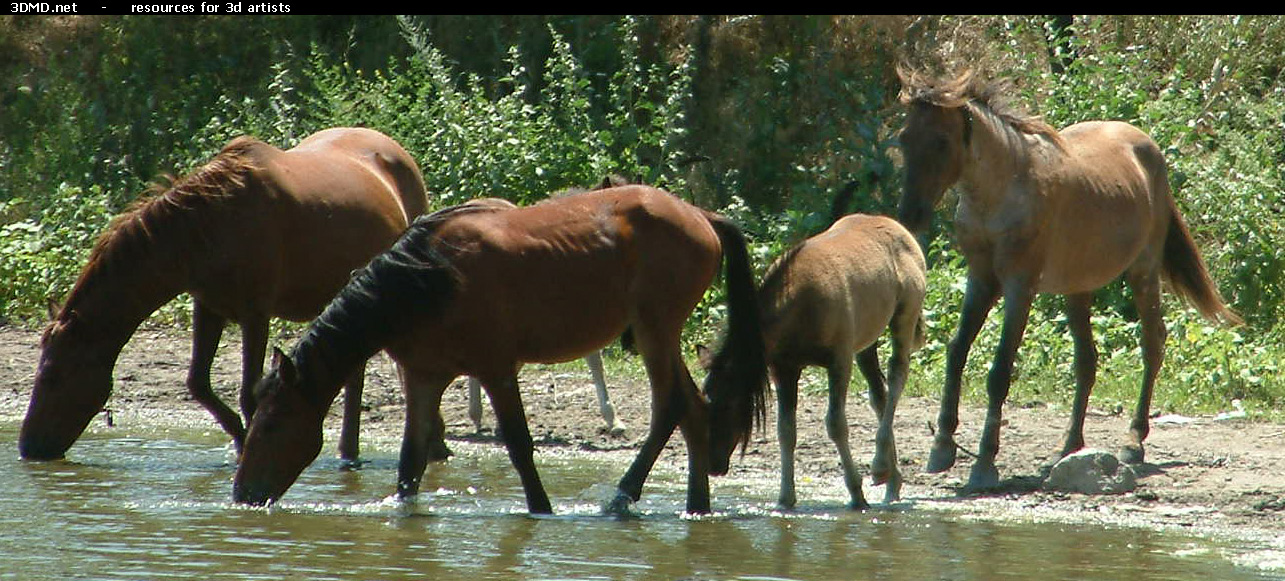 Horses     