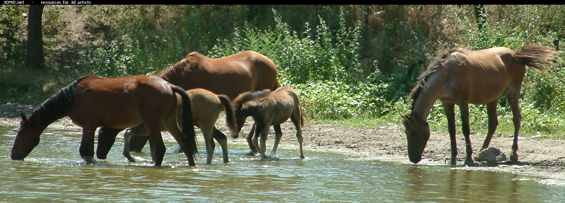 Horses     