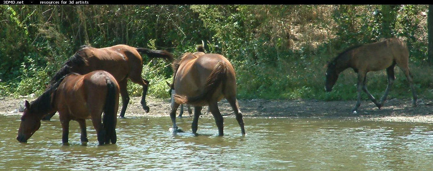 Horses     