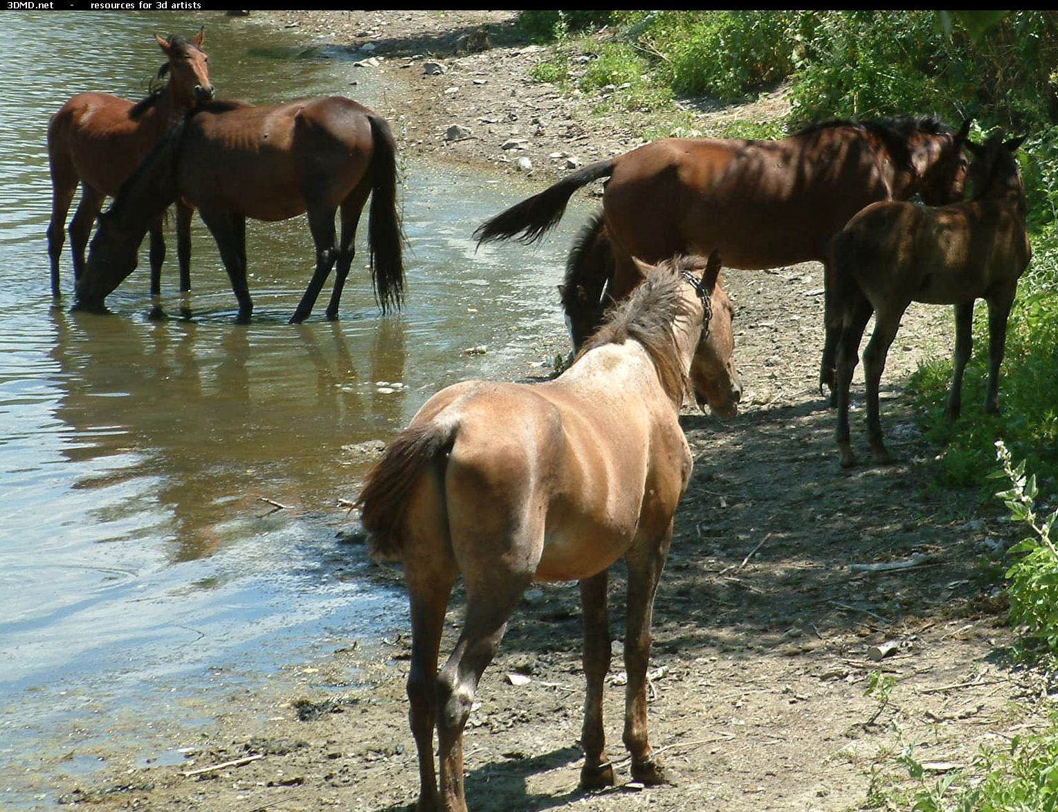 Horses     