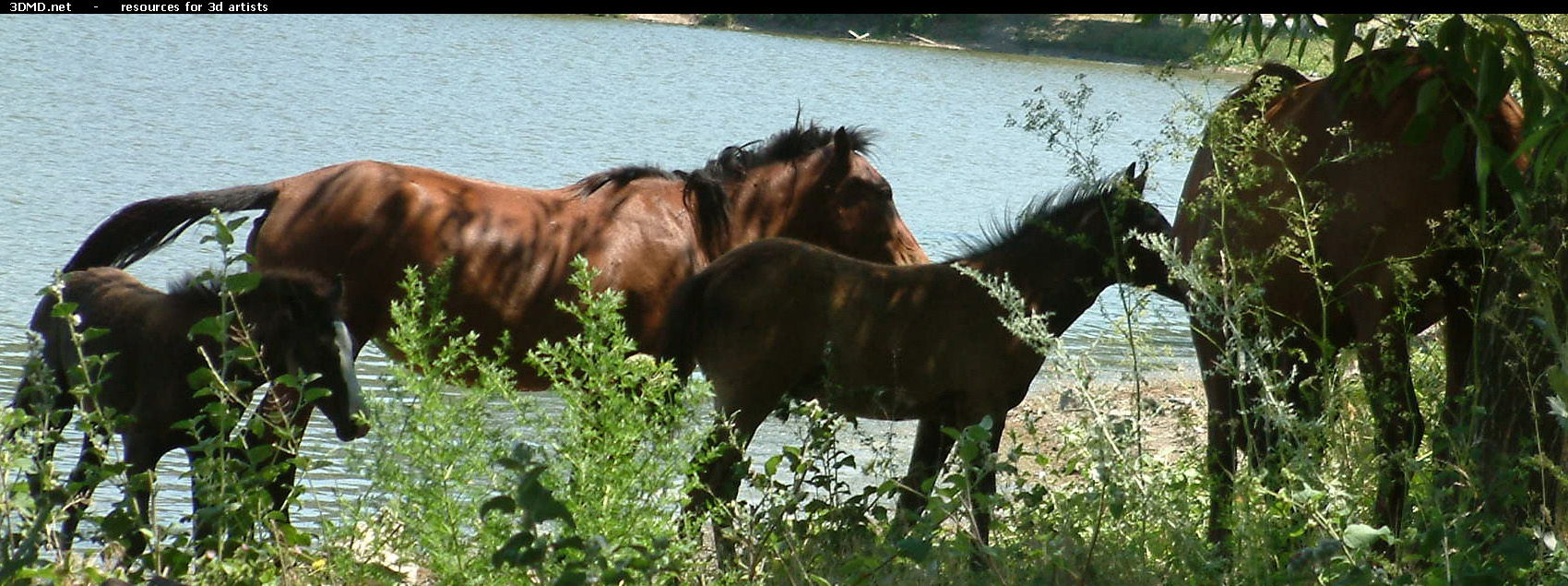 Horses     