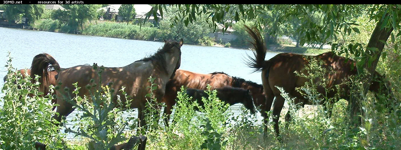 Horses     