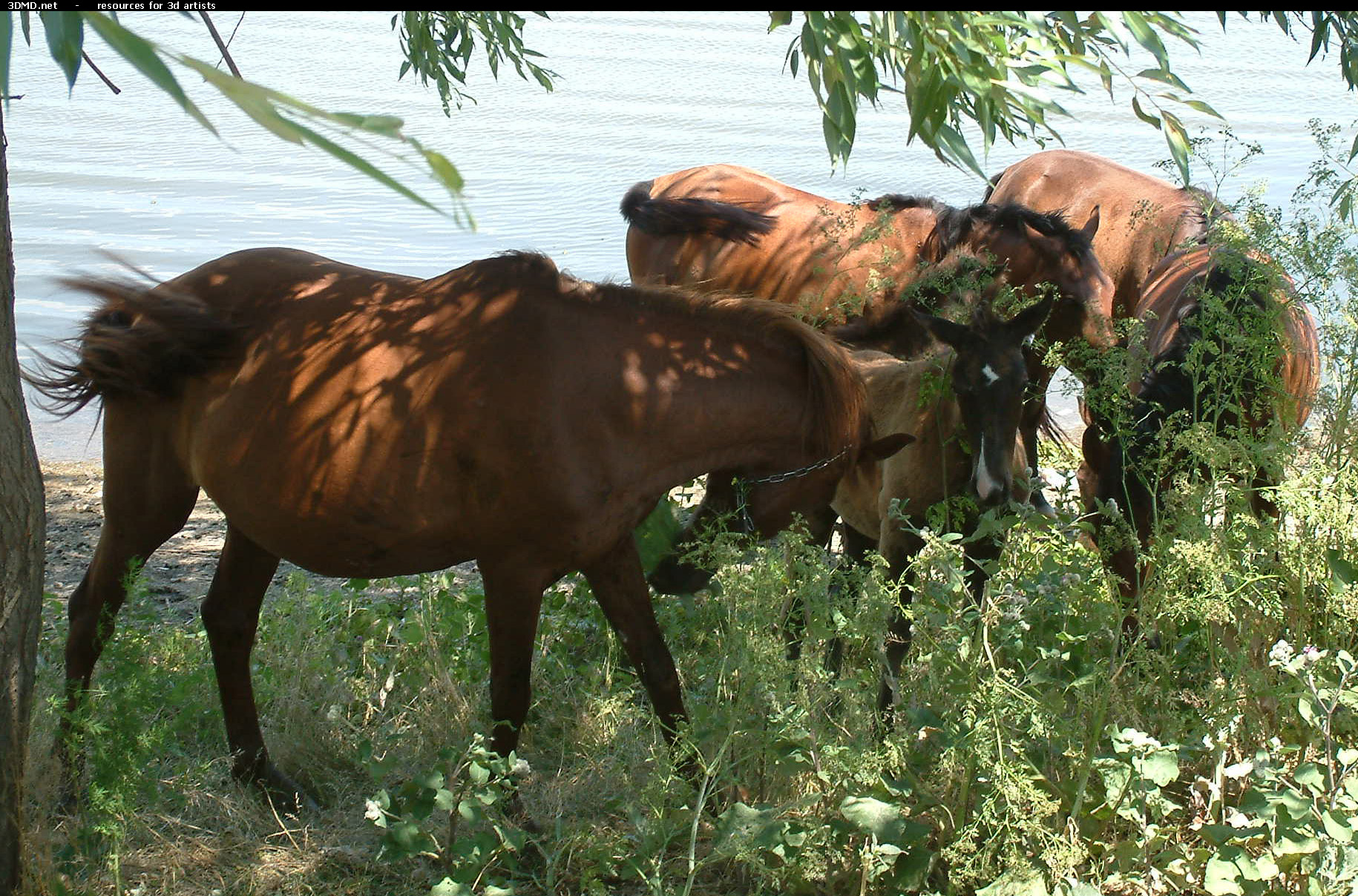 Horses     