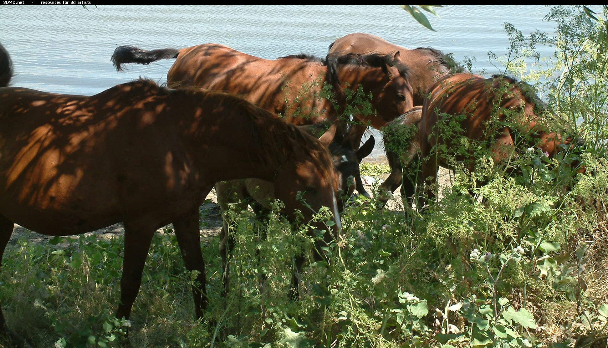 Horses     