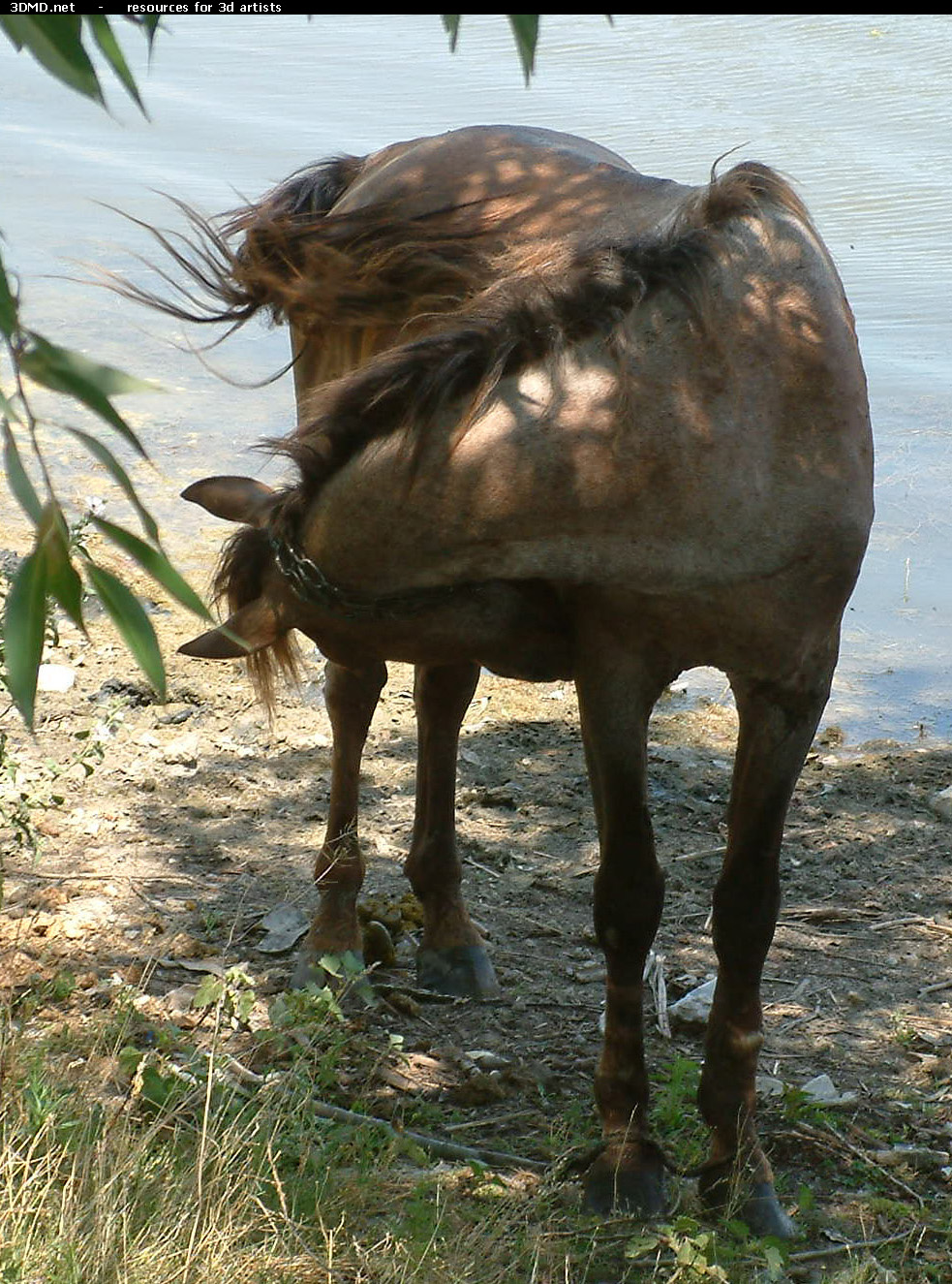 Horses     