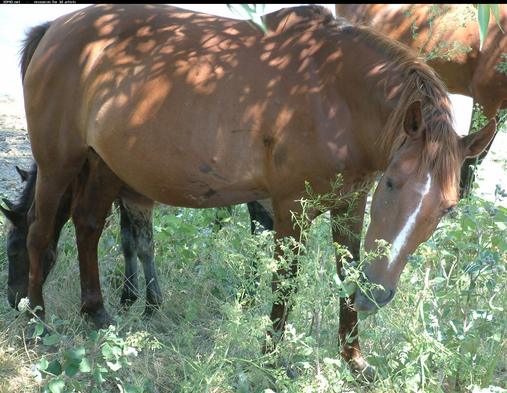 Horses     