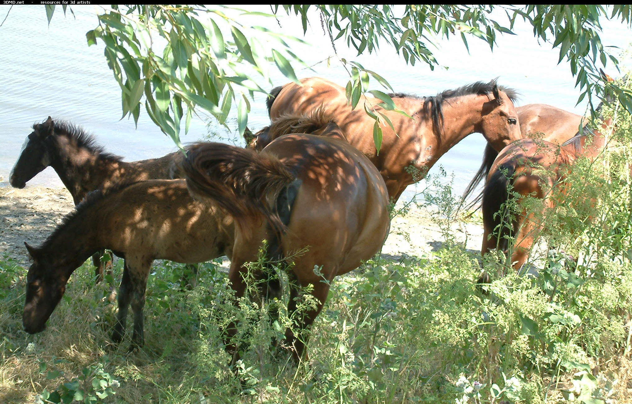 Horses     