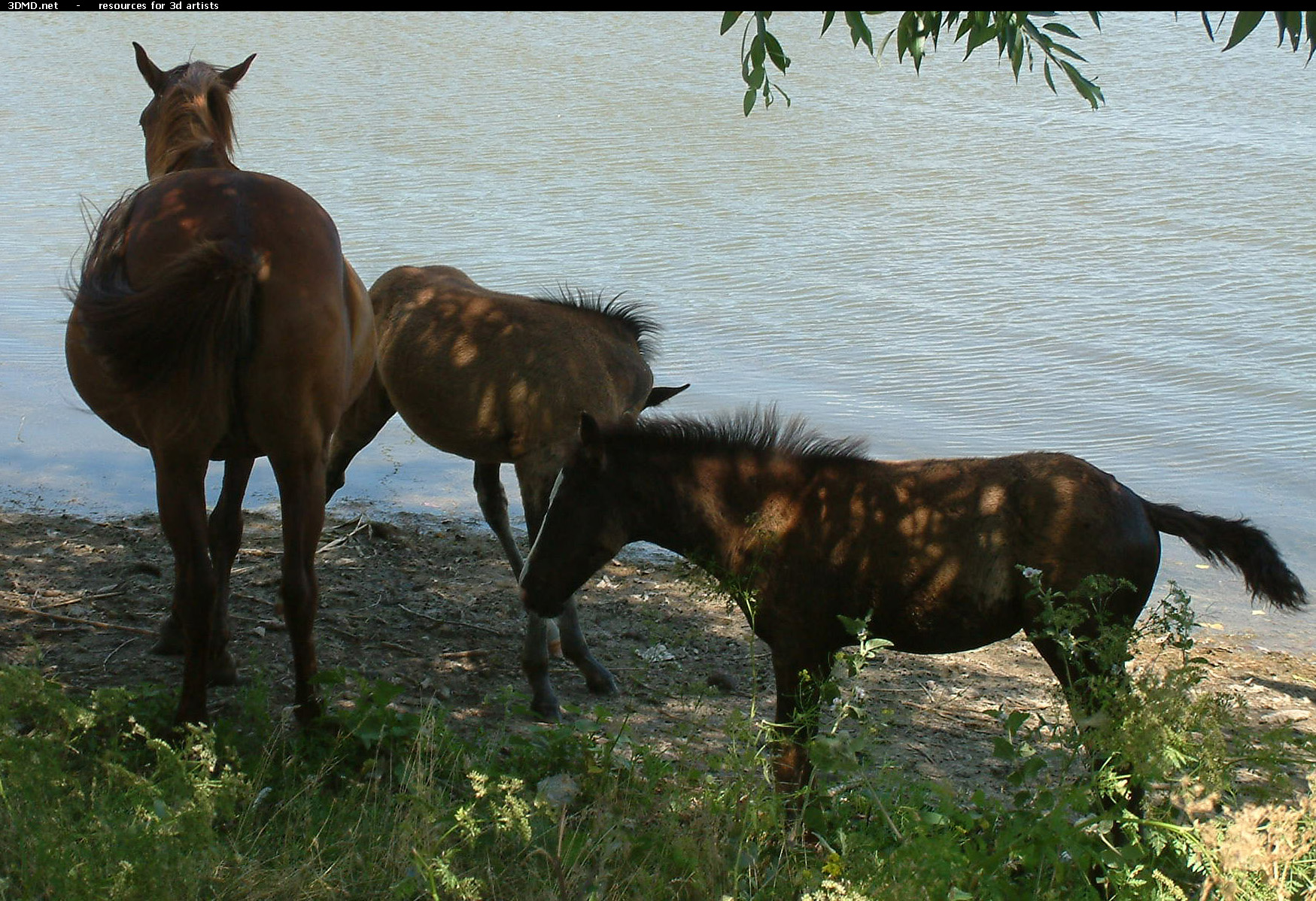 Horses     