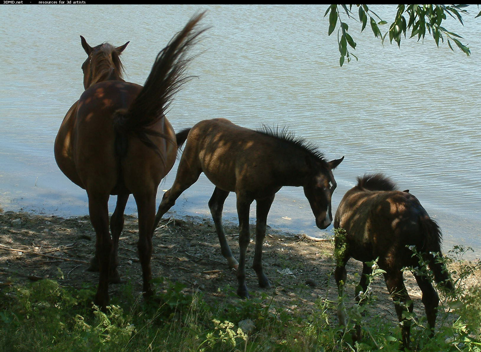 Horses     