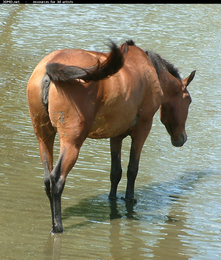 Horses     