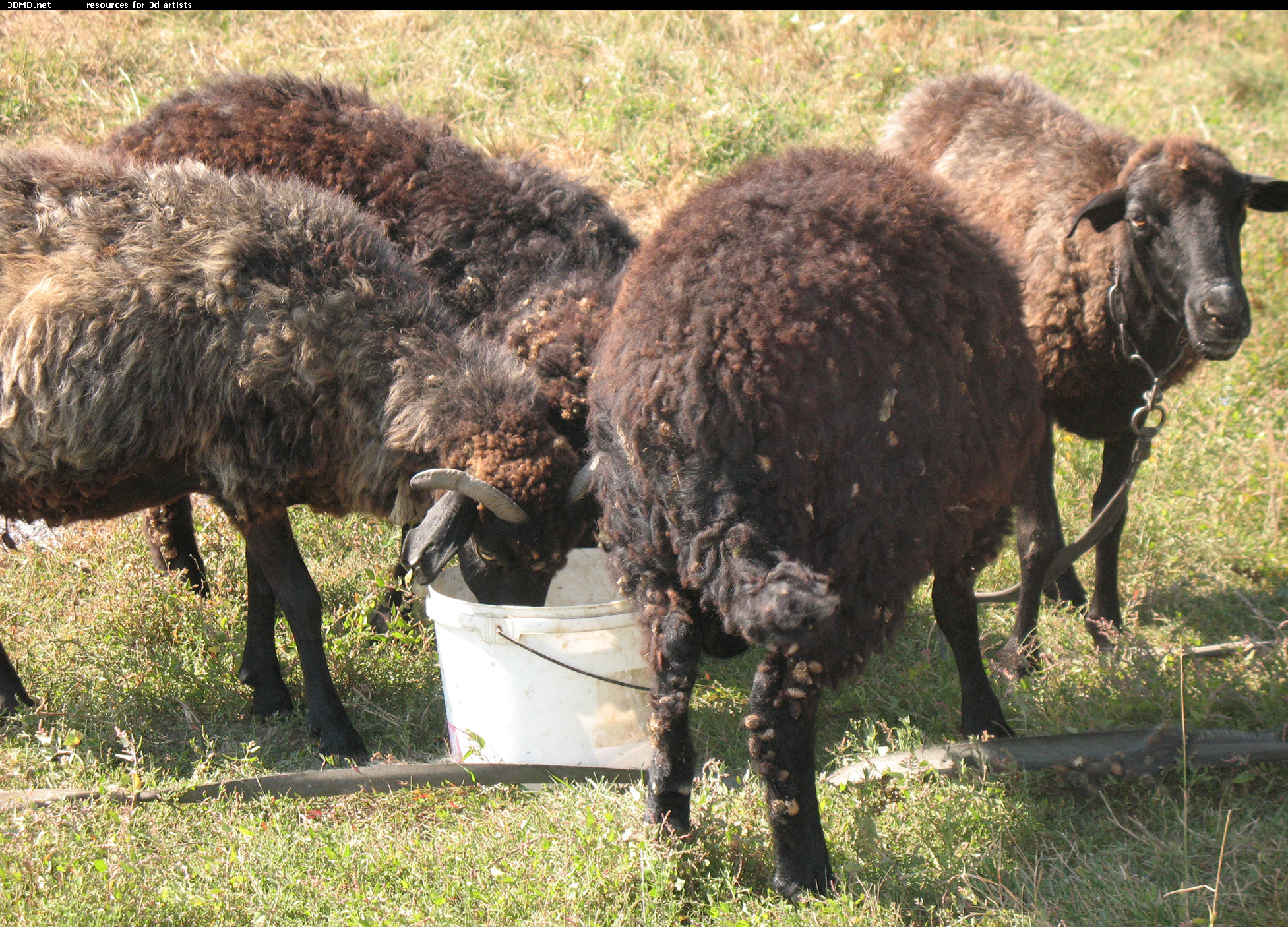 Brown Sheep Photo     