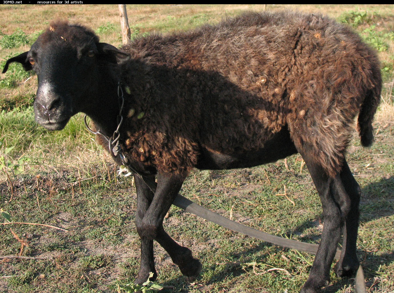 Brown Sheep Photo     