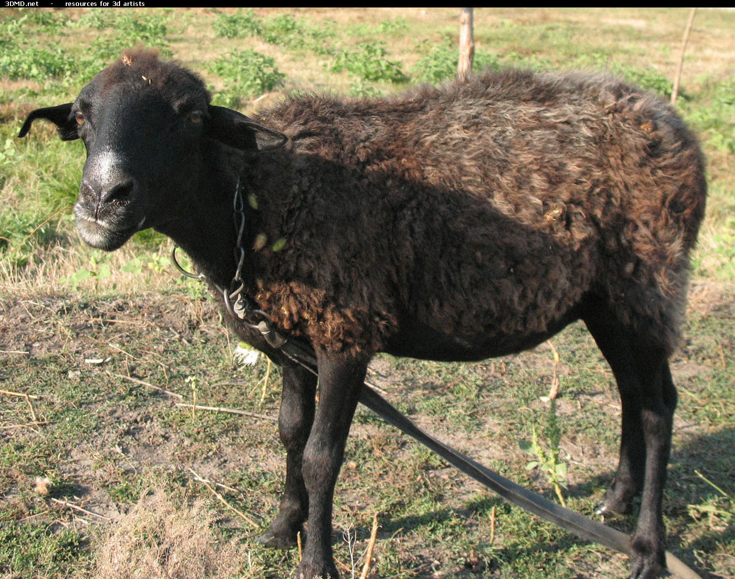 Brown Sheep Photo     