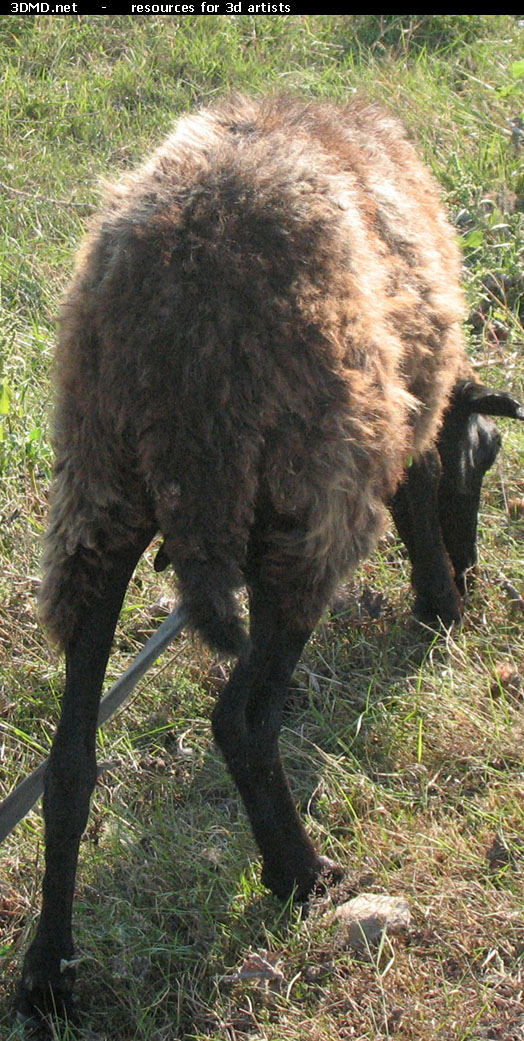 Brown Sheep Photo     