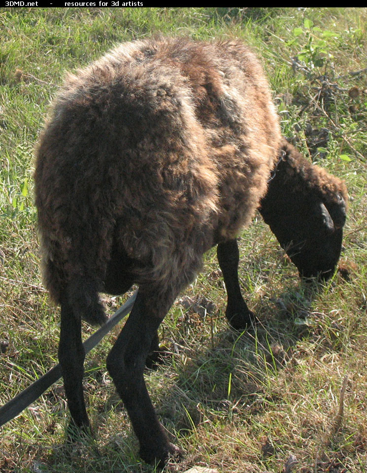 Brown Sheep Photo     