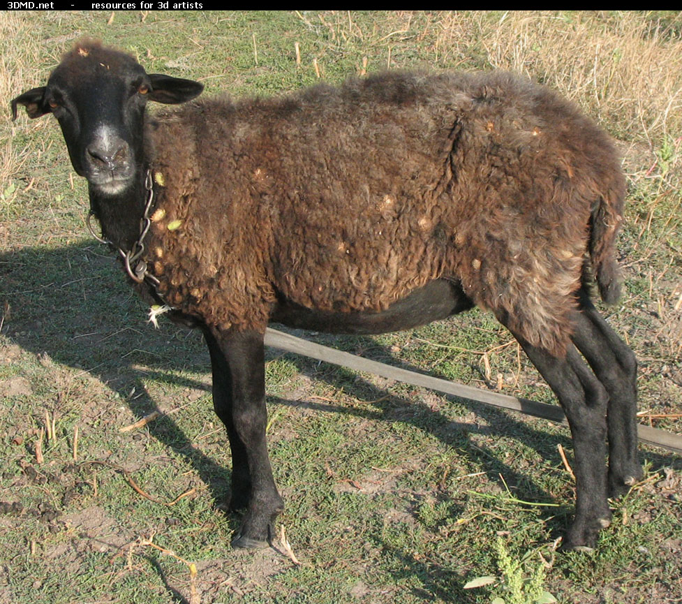 Brown Sheep Photo Side Body  