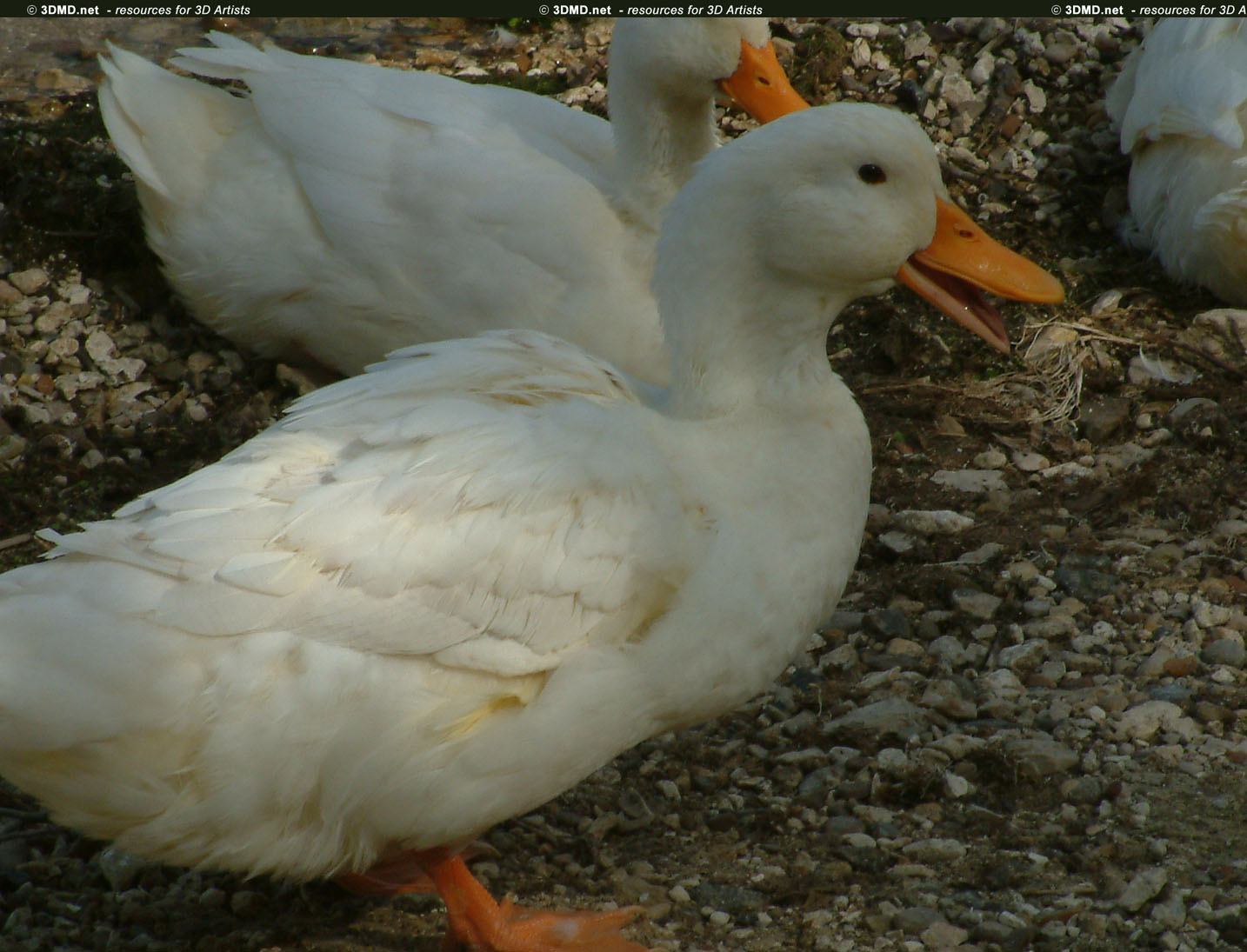 Duck References     