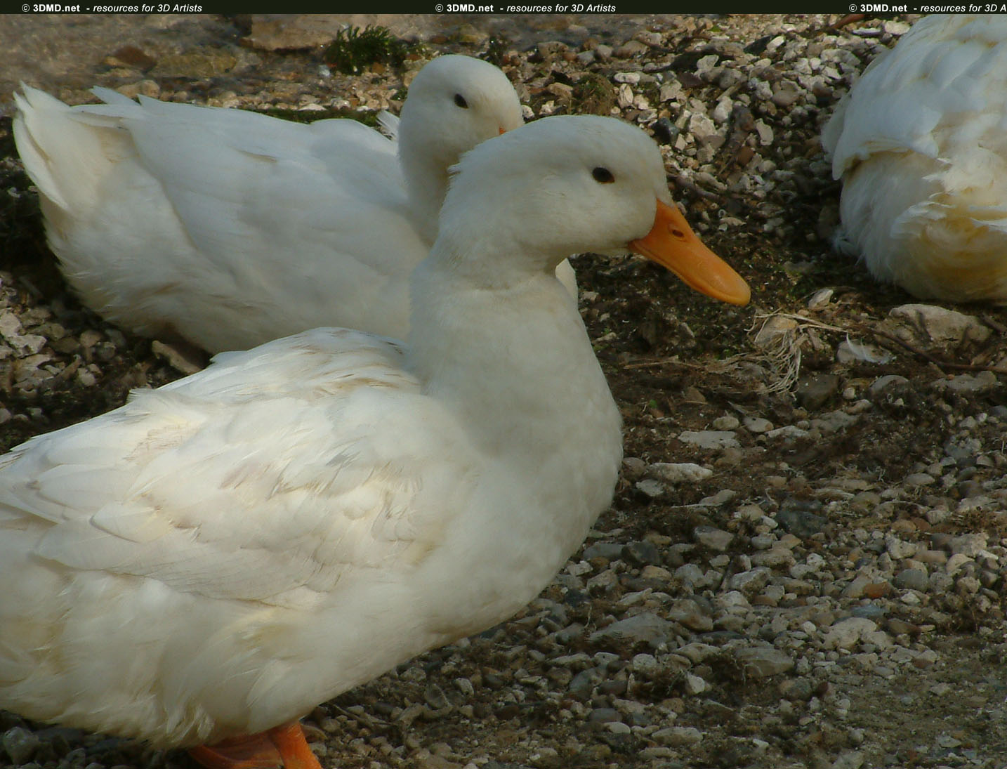 Duck References     