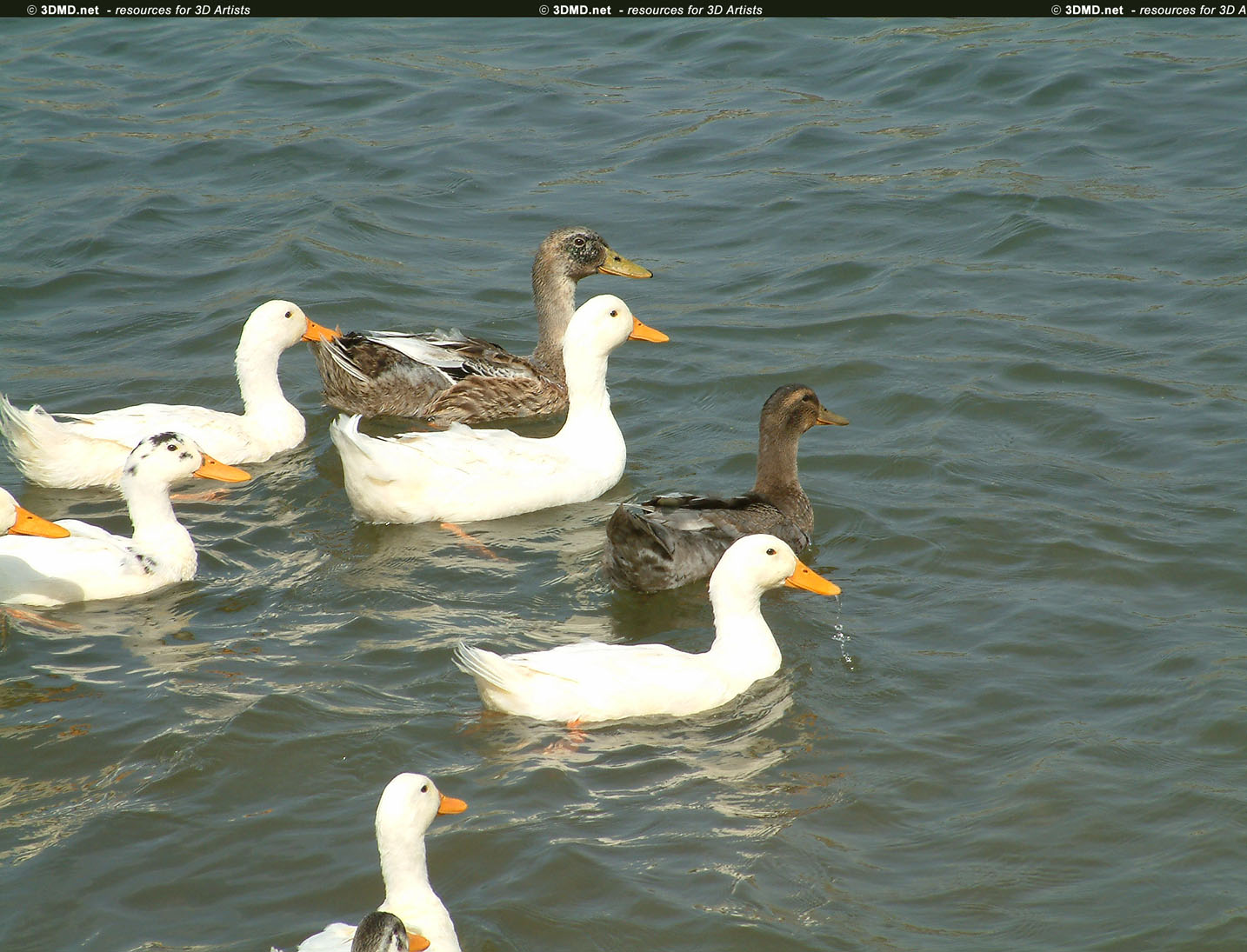 Duck References     