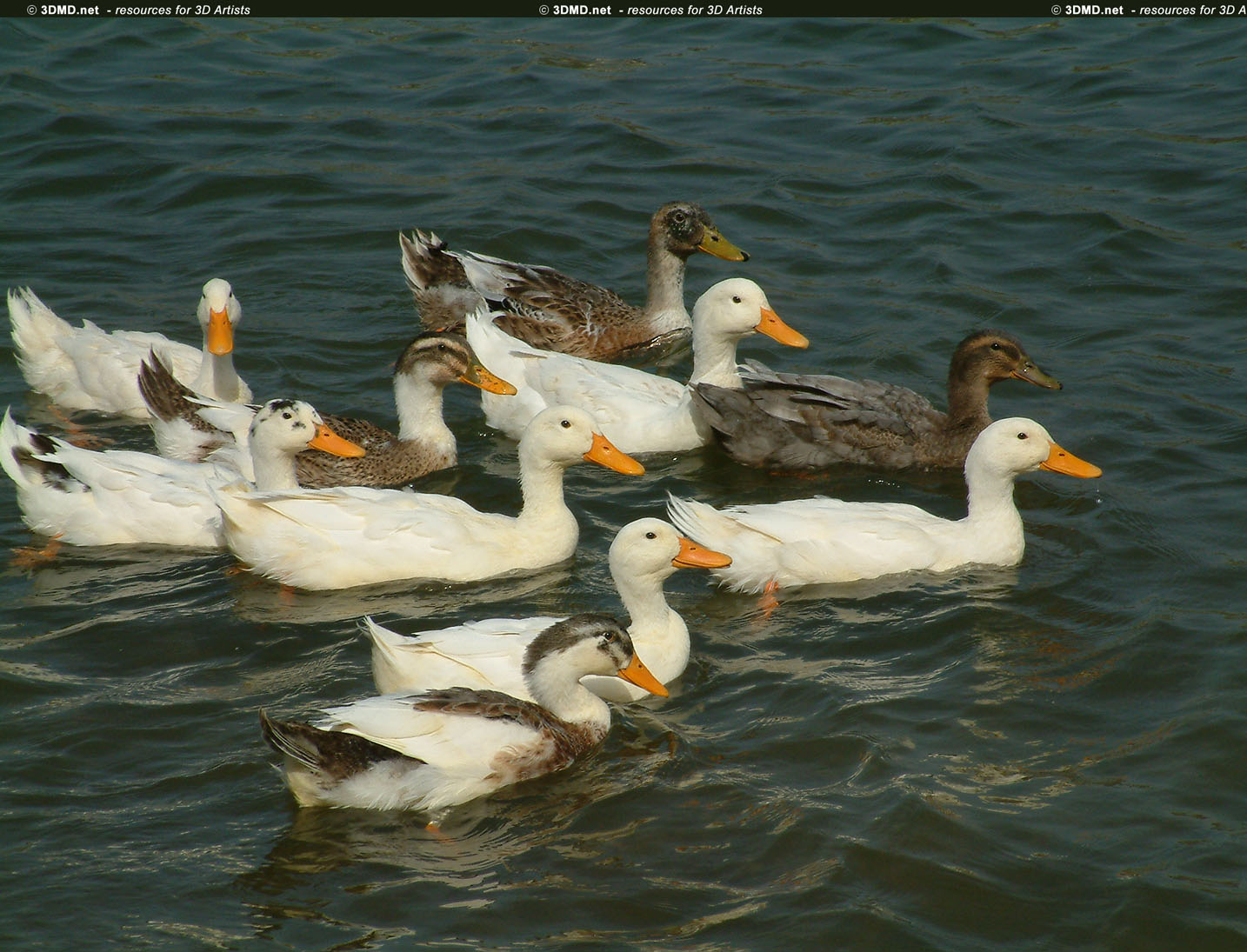 Duck References     