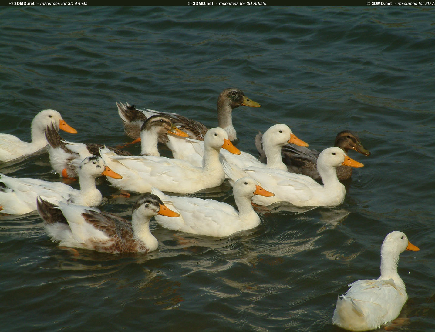 Duck References     