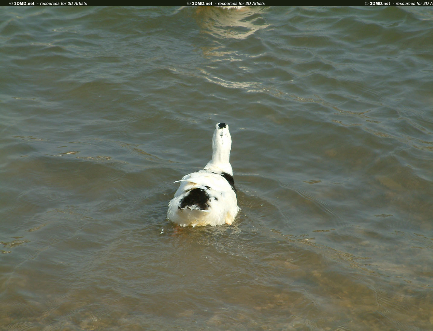 Duck References     