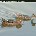 Filename=duck_references001.jpg
Filesize=55KiB
Dimensions=447x314
Date added=Sep 23, 2006 duck_references001.jpg