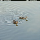 Filename=duck_references002.jpg
Filesize=134KiB
Dimensions=984x906
Date added=Sep 23, 2006 duck_references002.jpg
